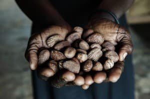 Shea Butter Nut Production, Gulu, Uganda 0051