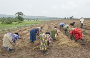 Sustainability Project Corn and Maize, Uganda 0044